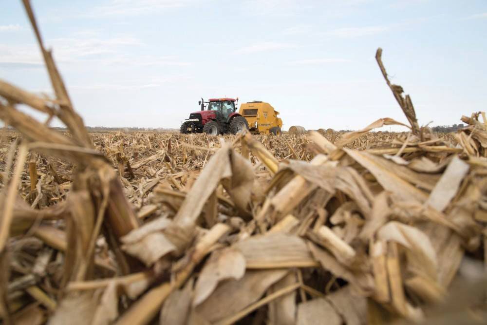 Corn stover